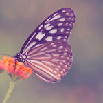 butterfly-flower-web