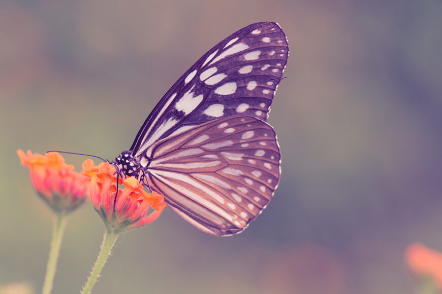 butterfly-flower-web