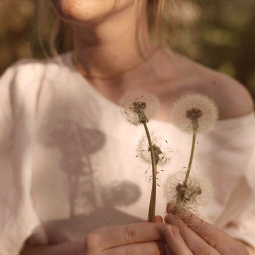 dandelions