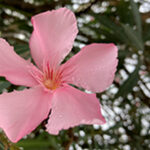 featured-pink-flower-870-580px