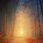 sunshine-through-trees-healing-resources