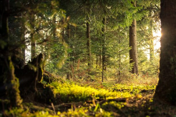 forest path