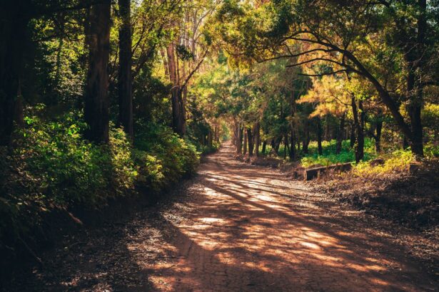 forest-pathway