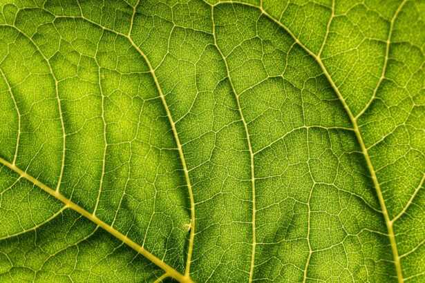 leaf-veins