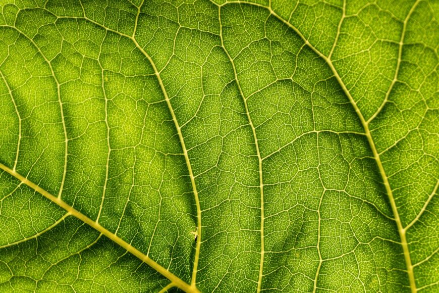 leaf-veins