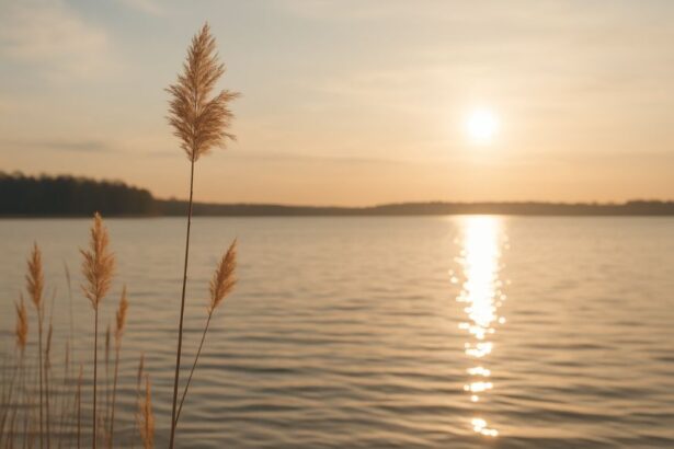Golden-reeds-calm-lake
